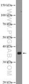 Butyrophilin subfamily 3 member A2 antibody, 15148-1-AP, Proteintech Group, Western Blot image 