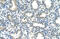 Homeobox protein Hox-C9 antibody, 28-362, ProSci, Immunohistochemistry frozen image 