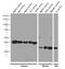 TATA-Box Binding Protein antibody, 66166-1-Ig, Proteintech Group, Western Blot image 