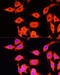 Serpin A12 antibody, 15-403, ProSci, Immunofluorescence image 