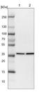 Eukaryotic translation initiation factor 3 subunit M antibody, NBP1-83552, Novus Biologicals, Western Blot image 