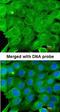 Protein Kinase AMP-Activated Catalytic Subunit Alpha 2 antibody, orb73997, Biorbyt, Immunofluorescence image 