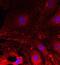 Plexin A2 antibody, MAB5486, R&D Systems, Immunocytochemistry image 