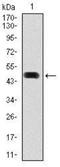 HSP90AA1 antibody, NBP2-22208, Novus Biologicals, Western Blot image 
