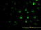 Zinc finger protein ZIC 4 antibody, LS-C105186, Lifespan Biosciences, Immunofluorescence image 