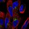 Transmembrane Protein 123 antibody, NBP2-68797, Novus Biologicals, Immunofluorescence image 