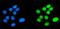 Sphingosine kinase 1 antibody, A01390-1, Boster Biological Technology, Immunofluorescence image 