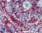 Major Histocompatibility Complex, Class I, E antibody, LS-B3729, Lifespan Biosciences, Immunohistochemistry paraffin image 
