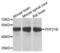 PHD Finger Protein 21B antibody, PA5-76286, Invitrogen Antibodies, Western Blot image 