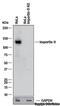 Importin 9 antibody, NB100-56489, Novus Biologicals, Western Blot image 