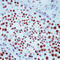 X-Ray Repair Cross Complementing 1 antibody, LS-C87742, Lifespan Biosciences, Immunohistochemistry paraffin image 
