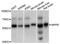 Membrane Palmitoylated Protein 6 antibody, abx126183, Abbexa, Western Blot image 