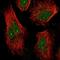 ARK5 antibody, NBP2-58038, Novus Biologicals, Immunofluorescence image 