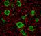 Synaptotagmin 1 antibody, MAB43641, R&D Systems, Immunohistochemistry paraffin image 