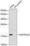 Histone Cluster 3 H3 antibody, A2369, ABclonal Technology, Western Blot image 