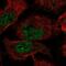 Endogenous Bornavirus Like Nucleoprotein 2 antibody, PA5-66501, Invitrogen Antibodies, Immunofluorescence image 
