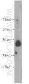 Stanniocalcin 2 antibody, 10314-1-AP, Proteintech Group, Western Blot image 