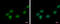 Death Effector Domain Containing antibody, GTX113895, GeneTex, Immunofluorescence image 