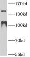 Metabotropic glutamate receptor 1 antibody, FNab05166, FineTest, Western Blot image 