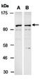 Phosphoinositide-3-Kinase Adaptor Protein 1 antibody, orb67286, Biorbyt, Western Blot image 