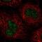 Nucleic Acid Binding Protein 1 antibody, NBP2-58805, Novus Biologicals, Immunofluorescence image 