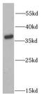 Ubiquitin-like-conjugating enzyme ATG3 antibody, FNab00673, FineTest, Western Blot image 