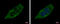 Acyl-CoA Dehydrogenase Short/Branched Chain antibody, GTX114231, GeneTex, Immunofluorescence image 