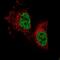 PARP1 Binding Protein antibody, NBP1-93969, Novus Biologicals, Immunofluorescence image 
