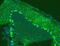 Calbindin 1 antibody, MA1007, Boster Biological Technology, Immunofluorescence image 