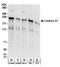 Meiosis Regulator And MRNA Stability Factor 1 antibody, A303-903A, Bethyl Labs, Western Blot image 