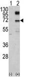 Nrf2 antibody, AP14000PU-N, Origene, Western Blot image 
