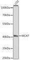 Malonyl-CoA-acyl carrier protein transacylase, mitochondrial antibody, A04806, Boster Biological Technology, Western Blot image 