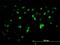 Zinc finger protein 496 antibody, H00084838-M08, Novus Biologicals, Immunofluorescence image 