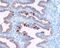 Progestagen Associated Endometrial Protein antibody, GTX60957, GeneTex, Immunohistochemistry paraffin image 