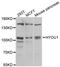 Hypoxia Up-Regulated 1 antibody, PA5-76966, Invitrogen Antibodies, Western Blot image 