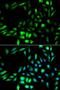 Karyopherin Subunit Alpha 2 antibody, orb48433, Biorbyt, Immunofluorescence image 