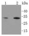 Hes Family BHLH Transcription Factor 1 antibody, NBP2-67642, Novus Biologicals, Western Blot image 