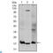 Ubiquitin Conjugating Enzyme E2 I antibody, LS-C814043, Lifespan Biosciences, Western Blot image 