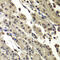 SUB1 Regulator Of Transcription antibody, 22-674, ProSci, Immunohistochemistry paraffin image 
