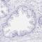 Chromosome 2 Open Reading Frame 50 antibody, HPA062894, Atlas Antibodies, Immunohistochemistry frozen image 