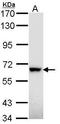 E3 ubiquitin-protein ligase RAD18 antibody, TA308755, Origene, Western Blot image 