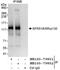 Splicing factor, arginine/serine-rich 18 antibody, NB100-79851, Novus Biologicals, Western Blot image 