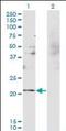RNA Binding Motif Protein 8A antibody, orb95000, Biorbyt, Western Blot image 