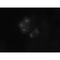 BUB1 Mitotic Checkpoint Serine/Threonine Kinase antibody, IQ255, Immuquest, Immunofluorescence image 