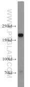 ITG antibody, 22146-1-AP, Proteintech Group, Western Blot image 