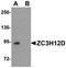 Zinc Finger CCCH-Type Containing 12D antibody, orb75394, Biorbyt, Western Blot image 