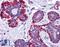 VPS37C Subunit Of ESCRT-I antibody, LS-B4930, Lifespan Biosciences, Immunohistochemistry paraffin image 