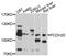 Protocadherin-20 antibody, abx126333, Abbexa, Western Blot image 