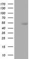CD5 Molecule antibody, LS-C336561, Lifespan Biosciences, Western Blot image 