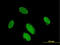Paired Like Homeodomain 2 antibody, LS-C197910, Lifespan Biosciences, Immunofluorescence image 
